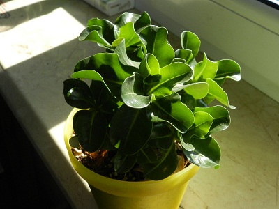 RSCN1038.JPG