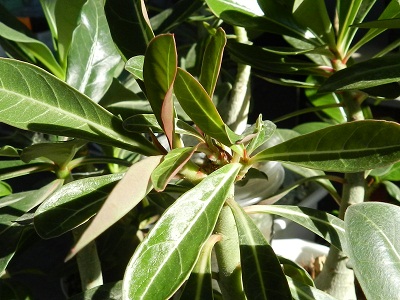RSCN1033.JPG