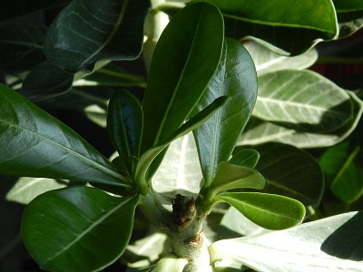 RSCN1036.JPG