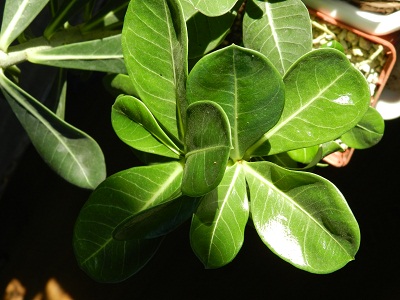 RSCN1037.JPG