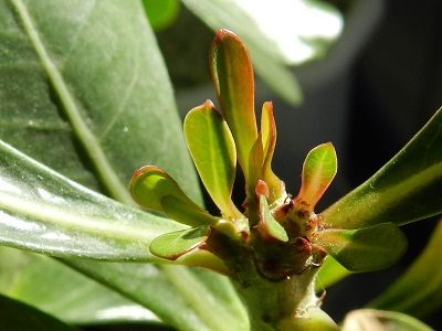 RSCN1039.JPG