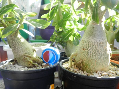 RSCN1040.JPG