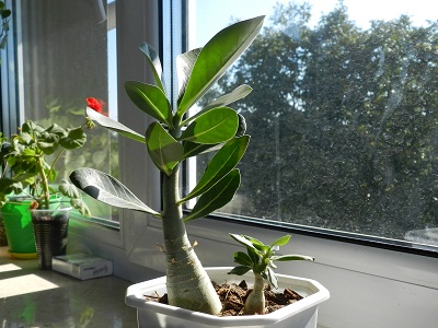 RSCN1027.JPG