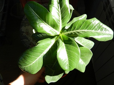 RSCN1022.JPG