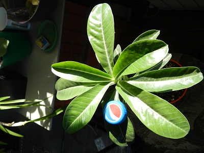 RSCN1028.JPG