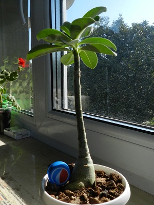 RSCN1032.JPG