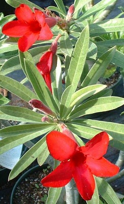 Adenium_Red_Hybrid2.jpg