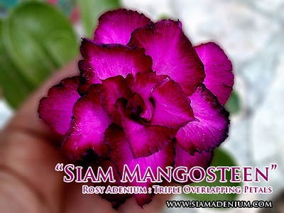 Mangosteen.jpg