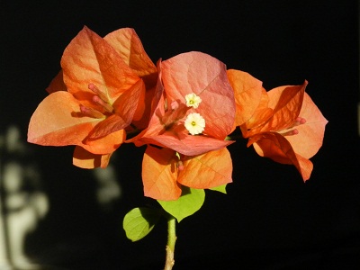 RSCN1447.JPG
