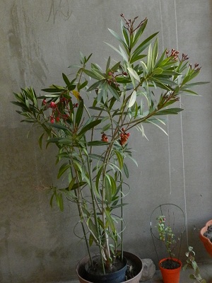 RSCN1493.JPG