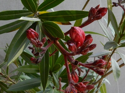 RSCN1492.JPG