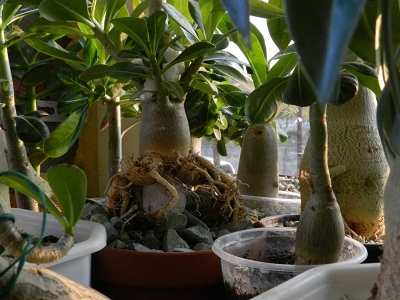 DSCN1514.JPG