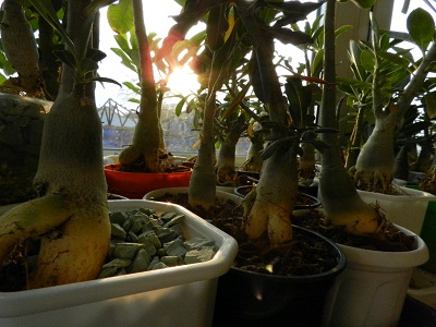 DSCN1517.JPG