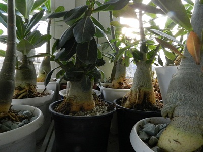 DSCN1520.JPG