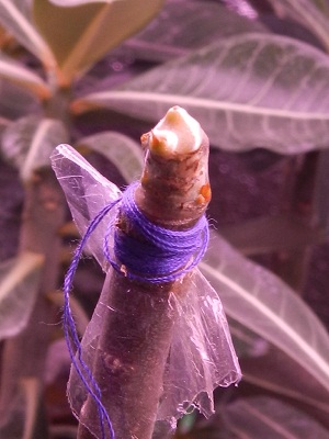 RSCN2319.JPG