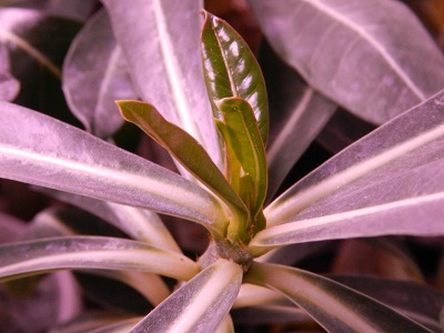 RSCN2324.JPG