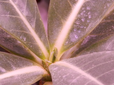 RSCN2325.JPG