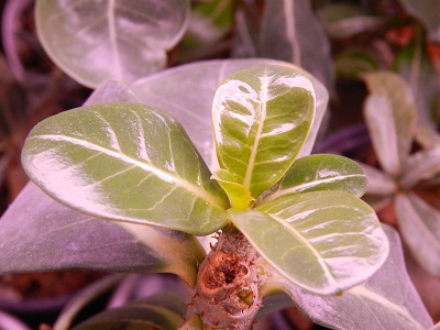 RSCN2330.JPG