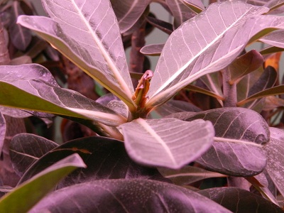 RSCN2332.JPG