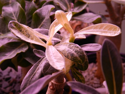 RSCN2326.JPG