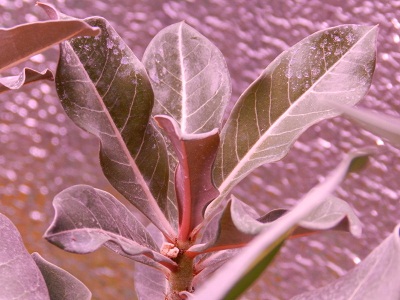 RSCN2323.JPG