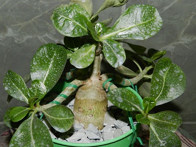 RSCN2658.JPG