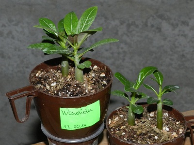 RSCN2742.JPG
