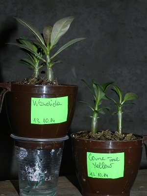 RSCN2754.JPG