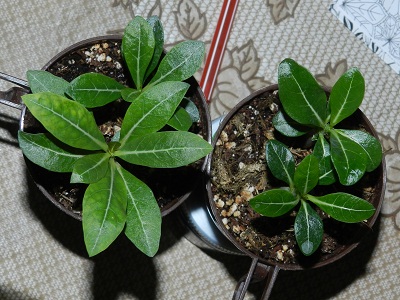 RSCN2744.JPG