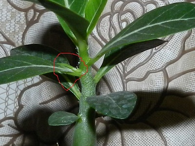 RSCN2752.JPG