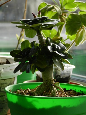 RSCN2967.JPG