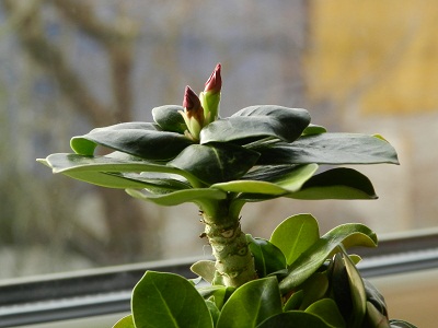 RSCN3020.JPG