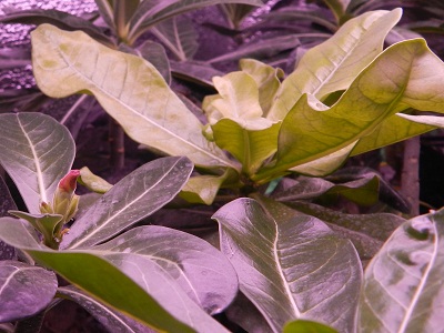 RSCN3247.JPG
