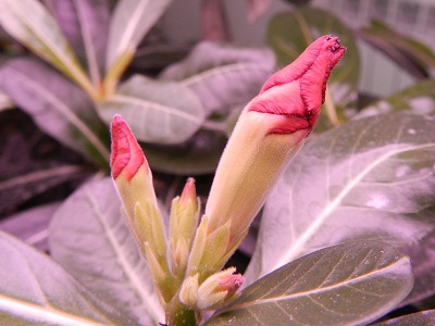 RSCN3330.JPG