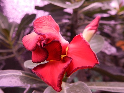 RSCN3381.JPG
