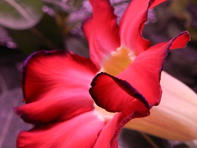 RSCN3450.JPG