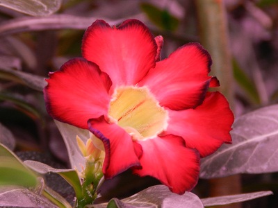 RSCN3453.JPG
