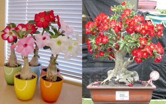 adenium_home_1.jpg