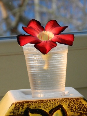 RSCN3600.JPG