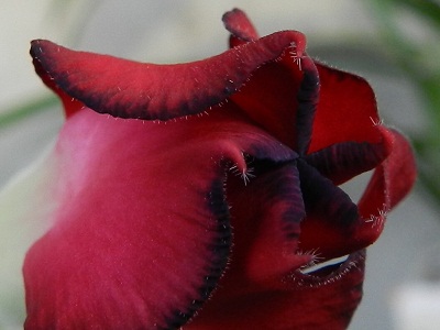 RSCN3617.JPG