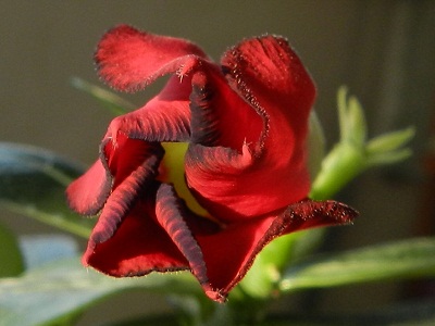 RSCN3635.JPG