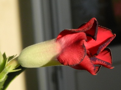 RSCN3652.JPG