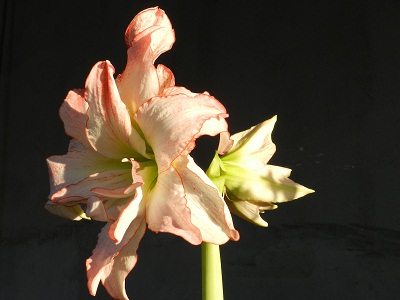 RSCN3834.JPG