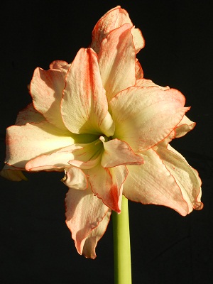 RSCN3831.JPG