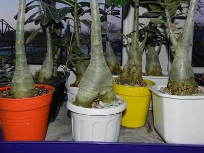 RSCN3875.JPG