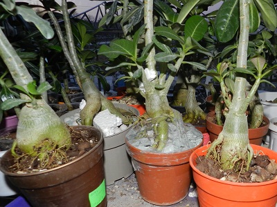 RSCN3876.JPG