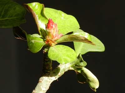 RSCN4130.JPG