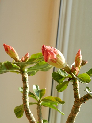 RSCN4158.JPG