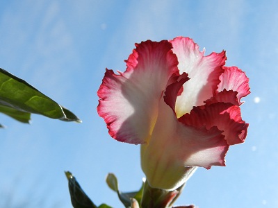 DSCN4184.JPG
