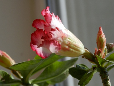 RSCN4185.JPG